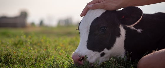 Feed Additives : Glycerol Monolaurate GML80 Powder for Animal